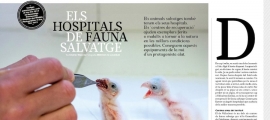 La revista Descobrir dedica un reportatge als hospitals de fauna salvatge 